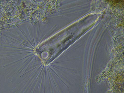 bresser-microcamii-0-4-uhsp-cam-ra-microscope-haute-vitesse-300-im-s image 4