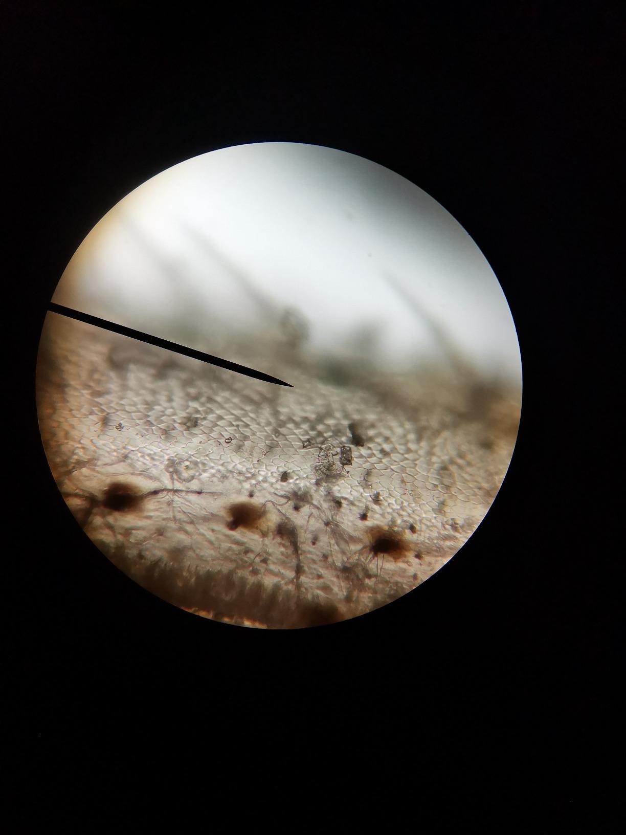 Très bon microscope