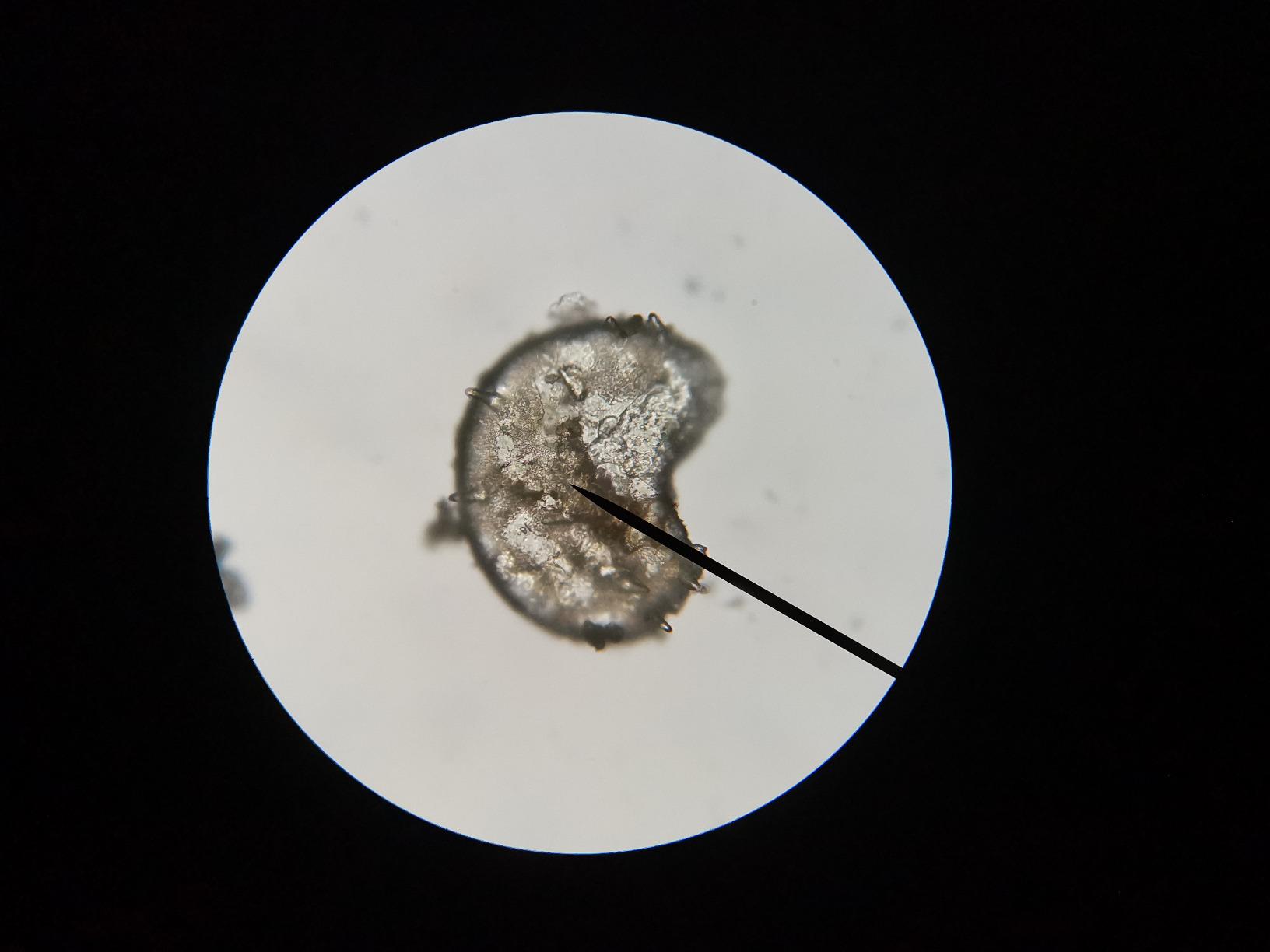 Parfait pour débuter en microscopie