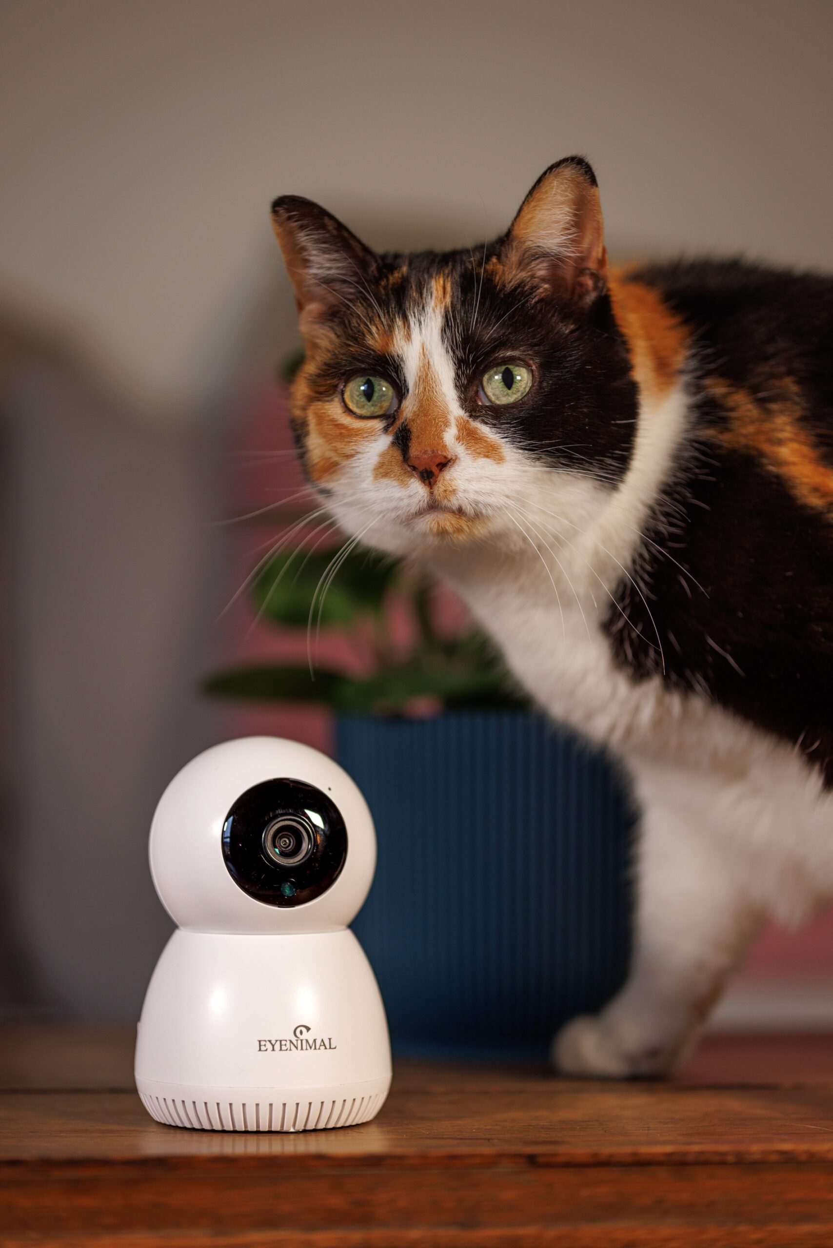 num-axes-pet-vision-live-cam-ra-full-hd-1080p-animaux image 5