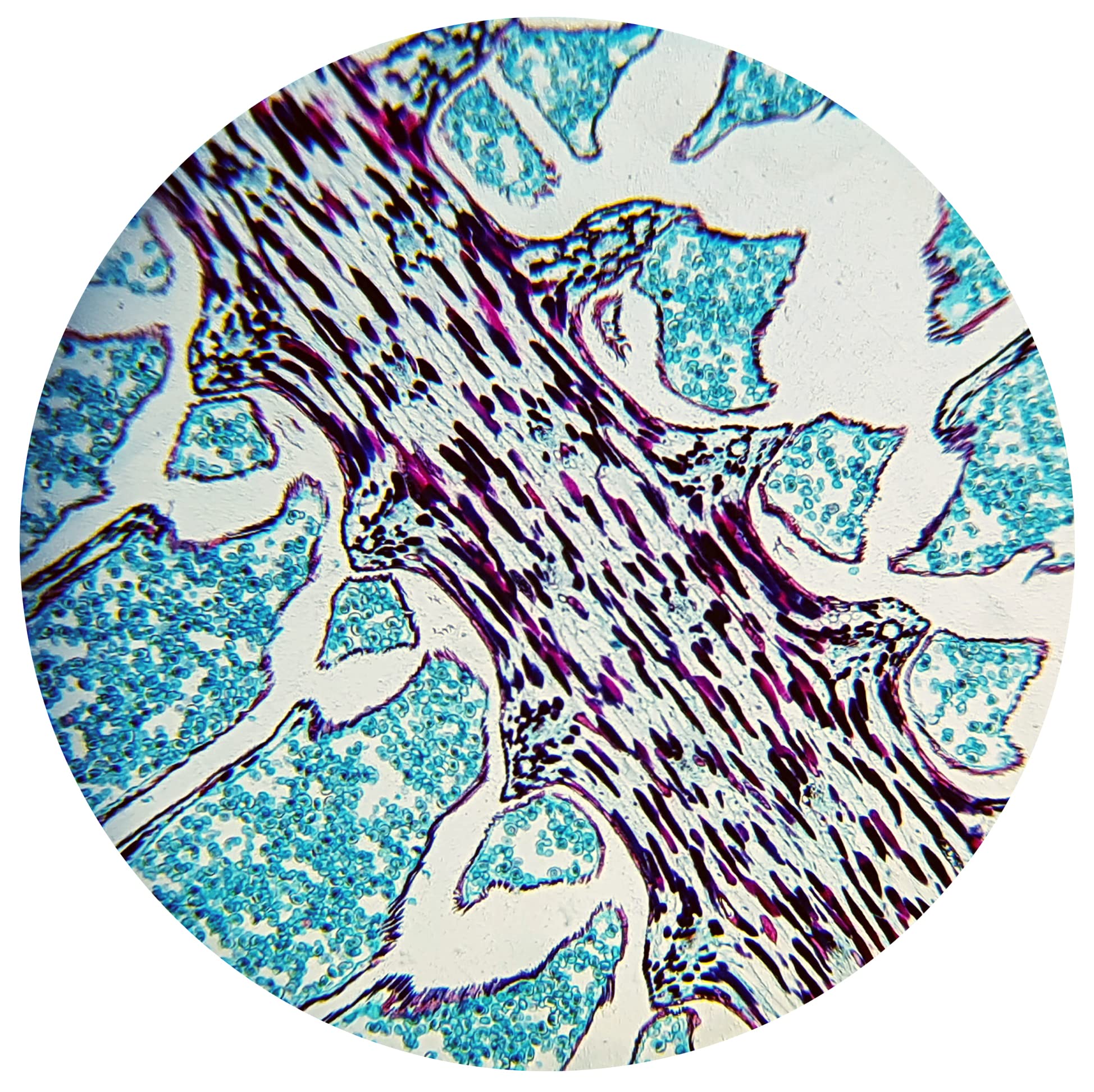 bresser-biolux-nv-microscope-20x-1280x-avec-cam-ra-usb-hd image 8