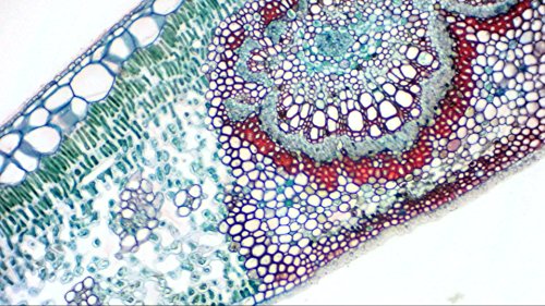 bresser-mikrokular-cam-ra-oculaire-usb-full-hd-1920x1080-pour-microscope-et-t-le image 8