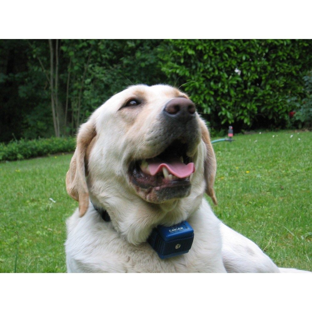 num-axes-canicalm-collier-anti-aboiement-chiens-difficiles image 2