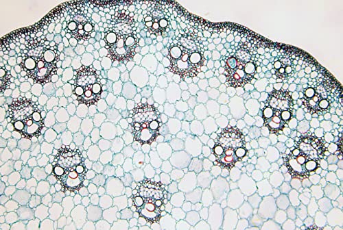 bresser-coffret-lames-pr-par-es-microscope-25-pi-ces-en-bo-te-bois image 6