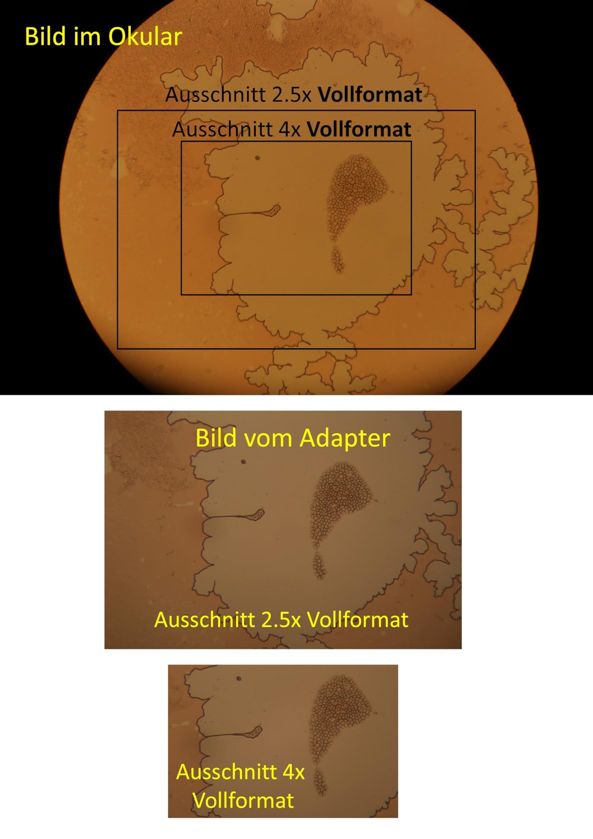 Bon adaptateur