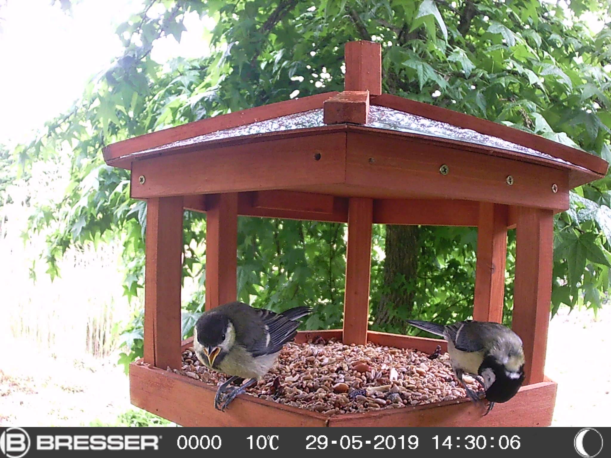 bresser-sfc-1-cam-ra-d-observation-oiseaux-et-petits-animaux-full-hd-1080p-avec- image 5