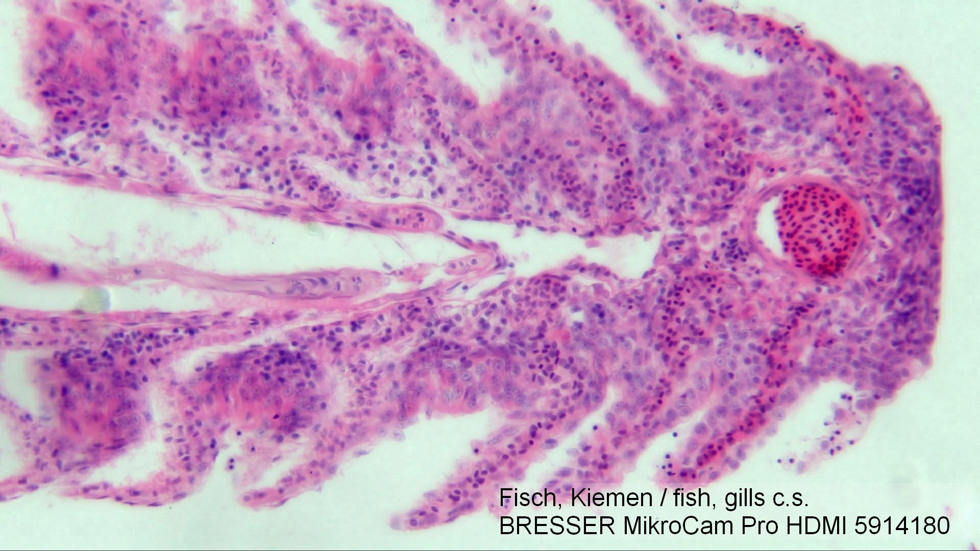 bresser-mikrocam-pro-hdmi-cam-ra-microscope-full-hd image 6