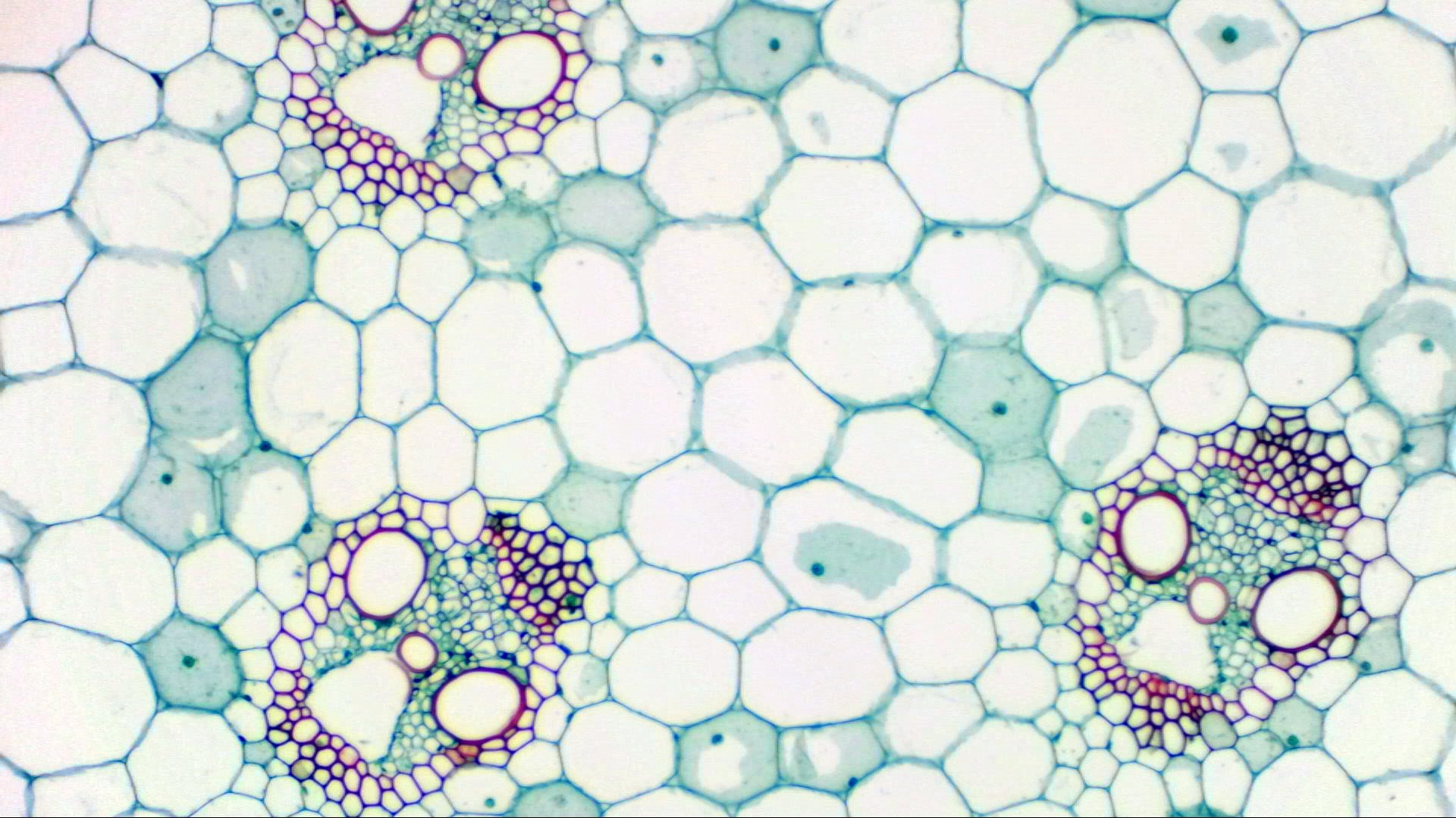 bresser-mikrokular-cam-ra-oculaire-usb-full-hd-1920x1080-pour-microscope-et-t-le image 4